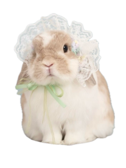 just a picture of bnuy
